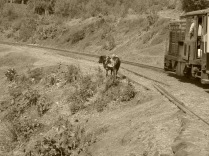 cow on the tracks